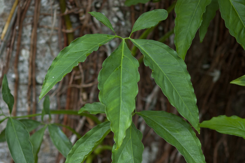 Syngonium image