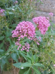 Centranthus ruber