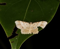 Calletaera subexpressa