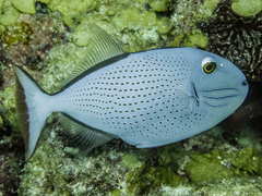 Xanthichthys ringens