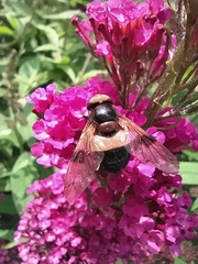Volucella pellucens