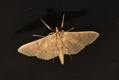 Coptobasis