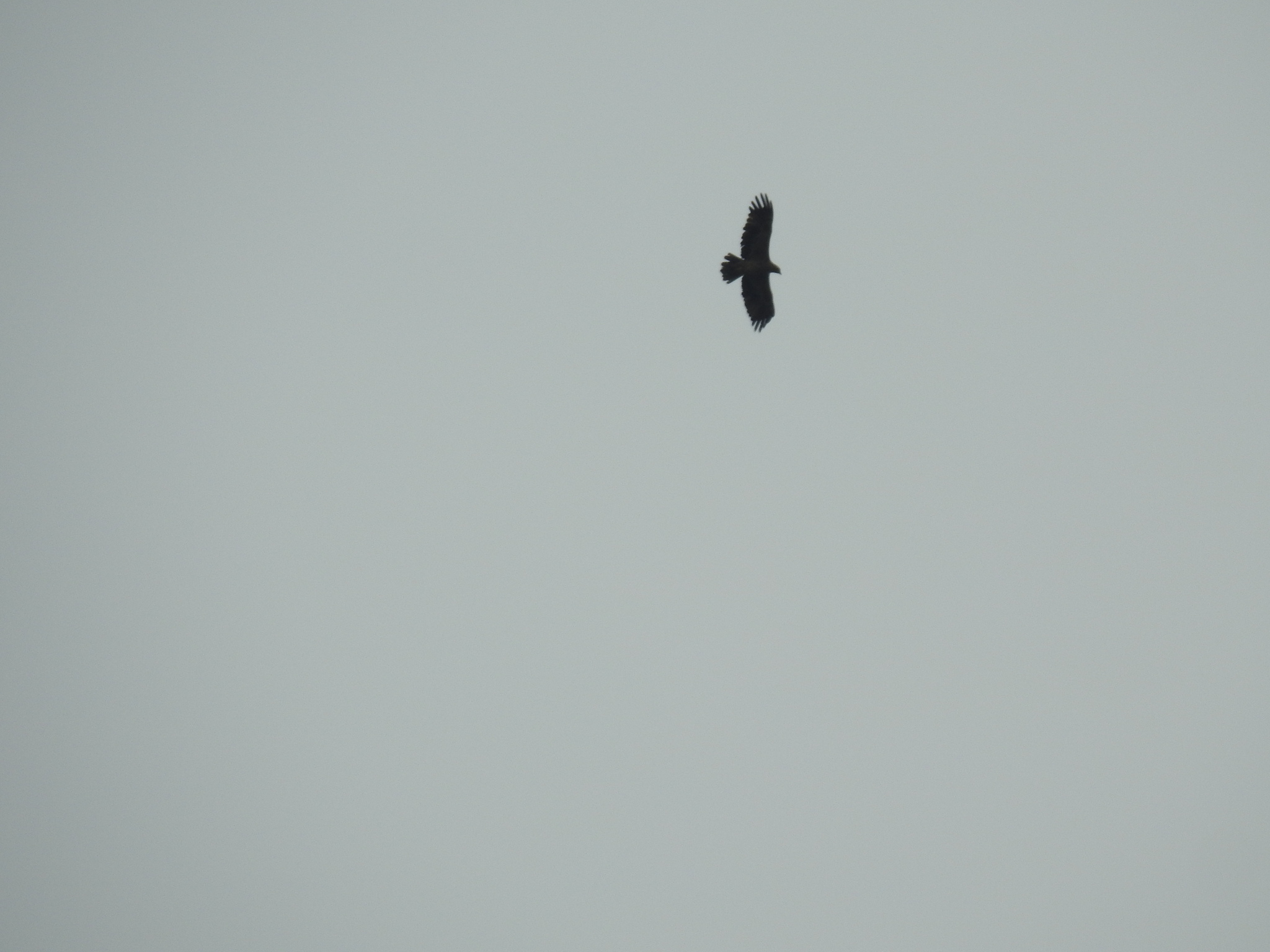 Eastern Imperial Eagle