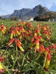 Lachenalia quadricolor