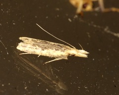 Dichomeris ochthophora