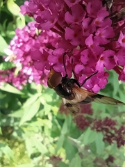 Volucella pellucens