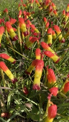 Lachenalia quadricolor