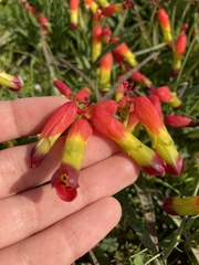 Lachenalia quadricolor