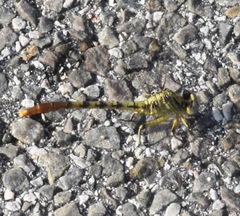 Arigomphus