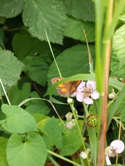 Pyronia tithonus
