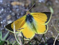 Colias euxanthe