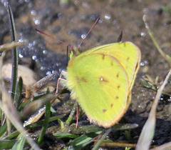 Colias euxanthe
