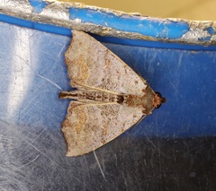 Hyperlopha compactilis