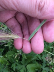 Hordeum jubatum