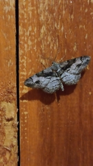 Alcis deversata