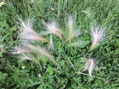 Hordeum jubatum