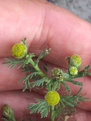 Matricaria discoidea