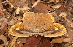 Pareumelea eugeniata