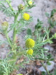 Matricaria discoidea