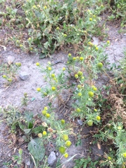 Matricaria discoidea