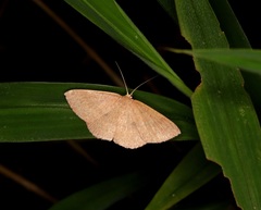 Perixera minorata