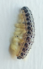 Cotesia glomerata bracovirus