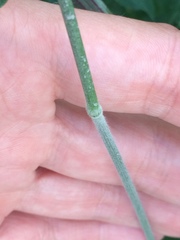 Bromus inermis