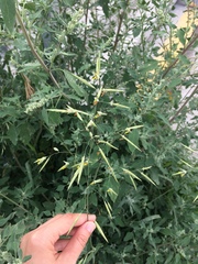 Bromus inermis