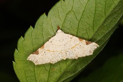 Prolophota trigonifera