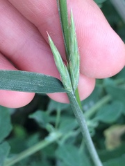 Bromus inermis