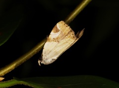 Pseudeustrotia semialba