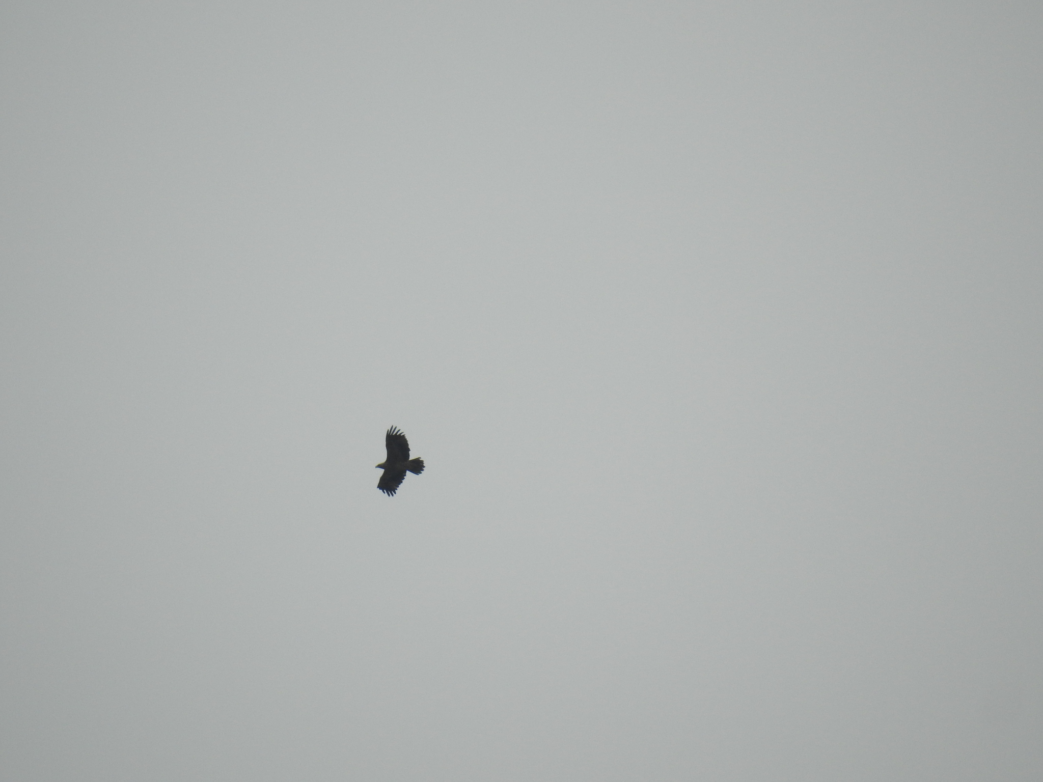 Eastern Imperial Eagle