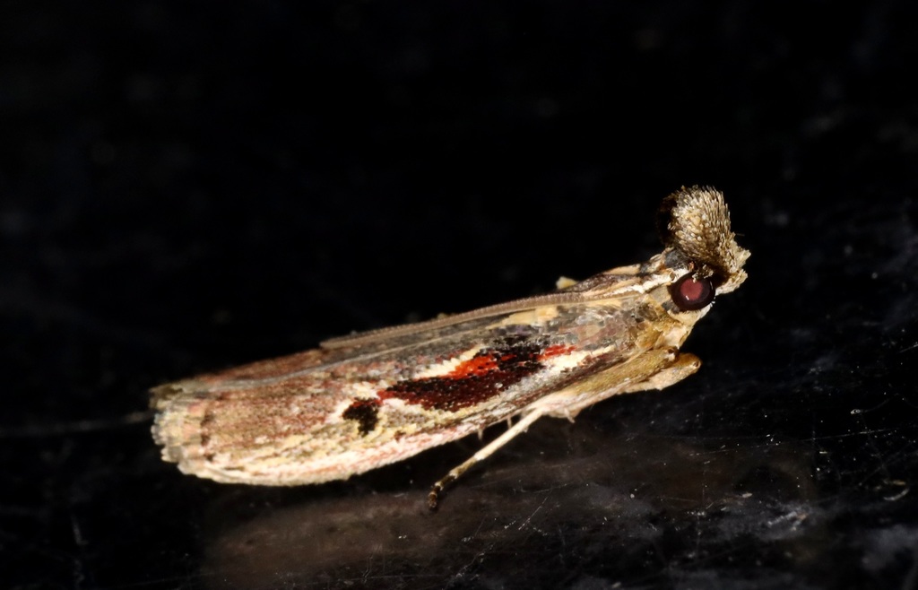 Pseudodavara haemaphoralis