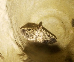 Rhimphaliodes macrostigma