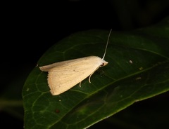 Rivula ochracea