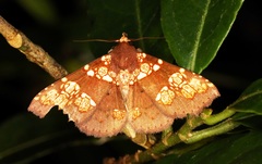 Saroba pustulifera