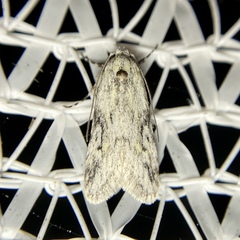 Stenoptena icmaea