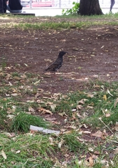 Sturnus vulgaris