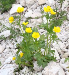 Ranunculus montanus