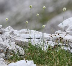 Sesleria sphaerocephala