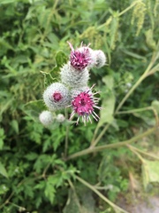 Arctium tomentosum
