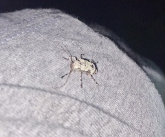 Leptostylus asperatus