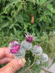 Arctium tomentosum