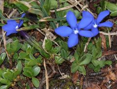 Gentiana brachyphylla