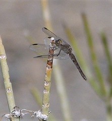 Erythrodiplax connata