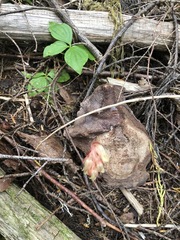 Monotropa hypopitys