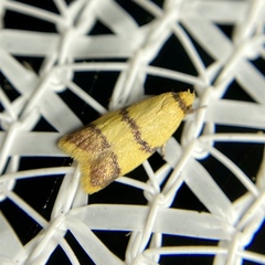 Heteroteucha translatella