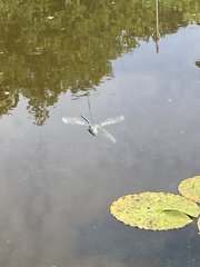 Anax imperator
