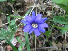 Gentiana dshimilensis