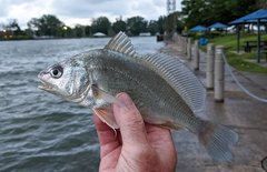 Aplodinotus grunniens